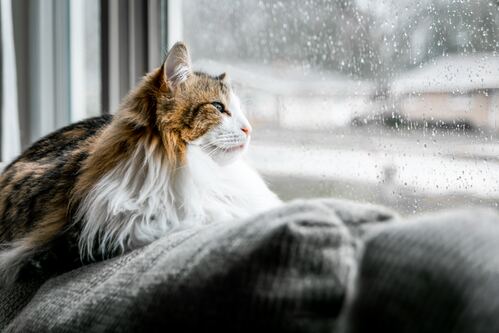Nhu Nhau Thoi Nguyen Si Kha • Rainy Day Memories • 2023